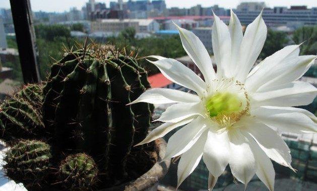 仙人球的寓意与意义（探索仙人球为何被赋予如此重要的象征意义）