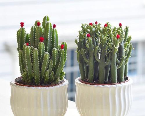 仙人掌用什么盆栽最好？如何选择合适的盆栽材质？