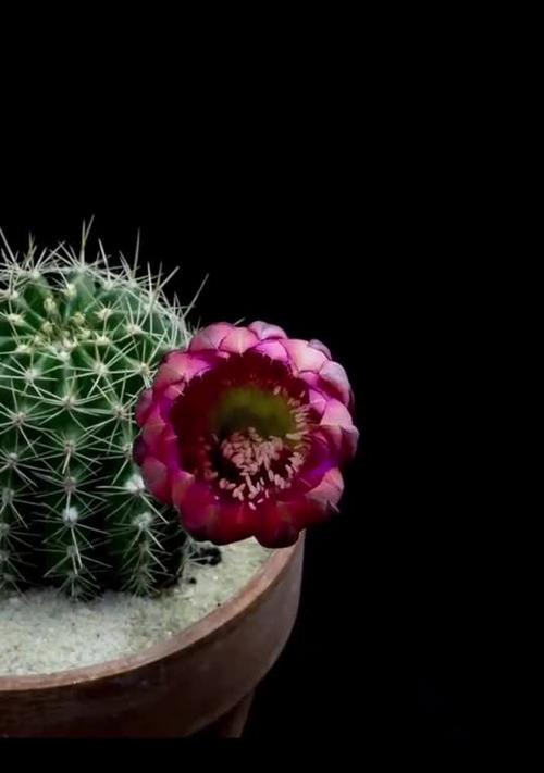 仙人球花语（探寻仙人球花语的世界）