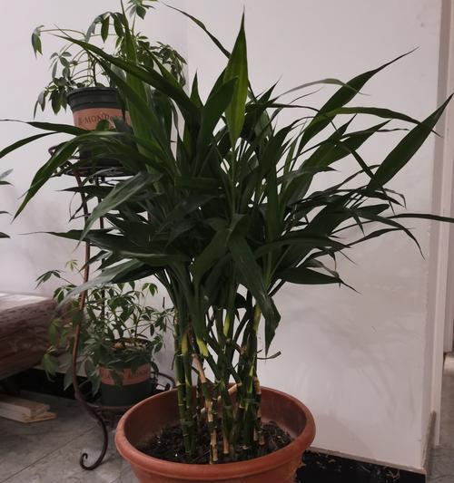 发财竹怎么养才长得好？有哪些养护技巧？