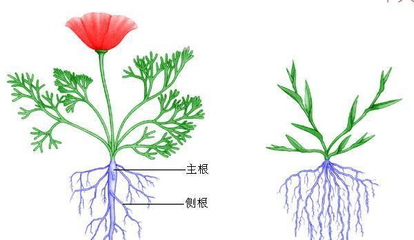 油橄榄叶子卷曲了怎么办？找出原因并解决的方法是什么？