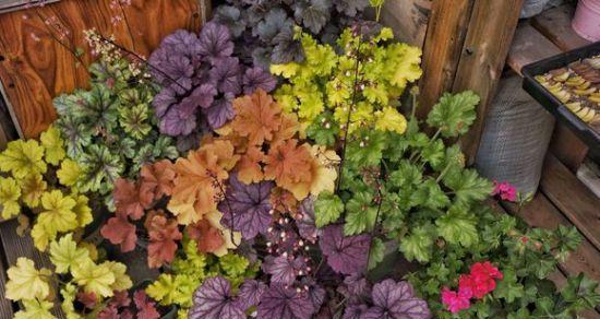 矾根修剪技巧有哪些？如何让矾根看起来更美观？