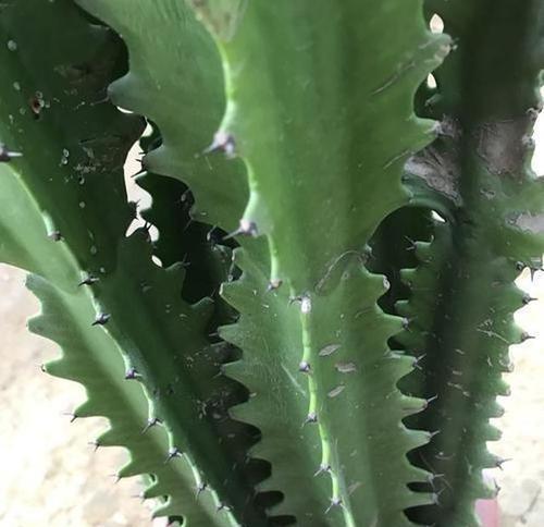 龙骨花冬天掉叶子正常吗？如何应对？