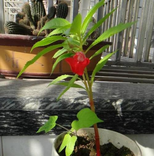 凤仙花喜阴还是喜阳光？如何正确养护凤仙花？