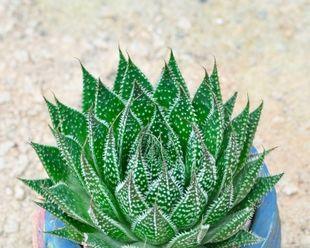 波露雪花芦荟如何养殖才能长得更好？常见问题有哪些？