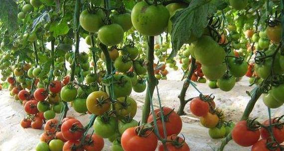 西红柿种植的最佳时间是什么时候？如何正确种植西红柿？