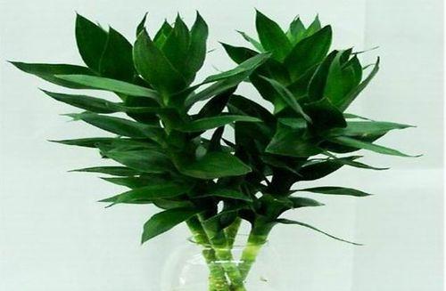 富贵竹适合在室内养吗？室内养殖富贵竹的注意事项是什么？