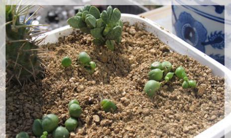 白菊配土方法是什么？种植土壤有何讲究？