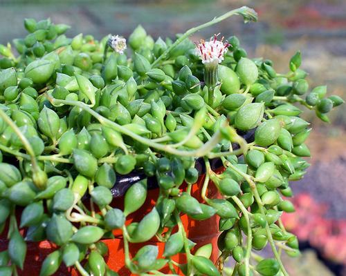 吊兰种子种植可行吗？如何正确种植吊兰种子？