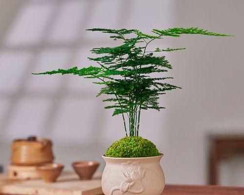 圆花盆适合养什么花？如何选择适合的植物种类？