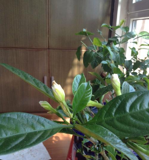 盆栽茉莉冬天掉叶子正常吗？如何防止茉莉冬季落叶？