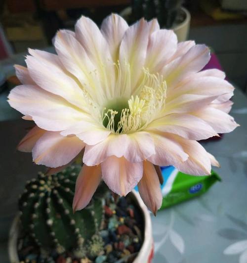 仙人球一年开几次花？如何促进开花？