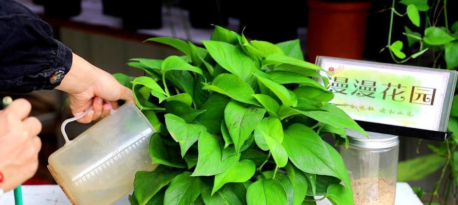 水养绿萝叶子发黄怎么办？如何快速恢复绿萝健康？