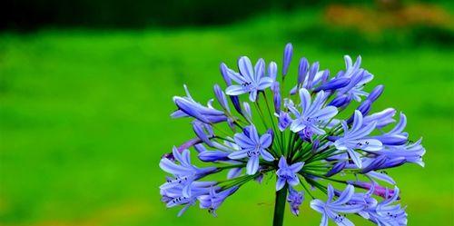 蓝色植物有哪些？它们的养护方法是什么？