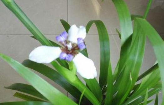 以兰花的象征意义——品味高尚与美丽（探寻兰花的历史渊源与文化内涵）