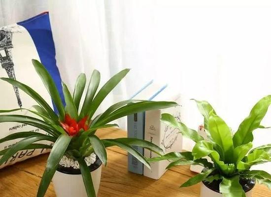卧室适合养殖的花卉有哪些？夫妻卧室房间适合哪些花？