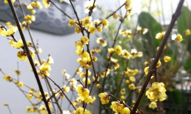 腊梅花长什么样？它的特点有哪些？