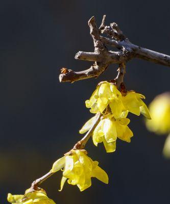 腊梅花长什么样?它的特点有哪些? 腊梅花长什么样?它的特点有哪些?