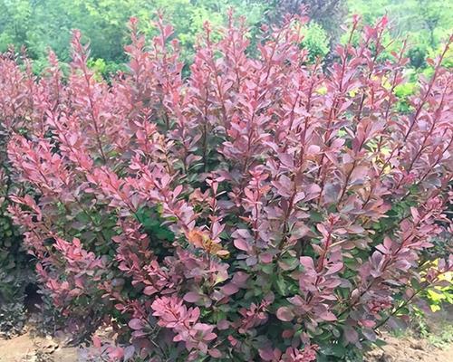 象征蒸蒸日上的植物有哪些？它们的寓意和特点是什么？