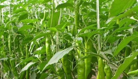 蔬菜是粮食作物吗？它们在饮食中的角色是什么？