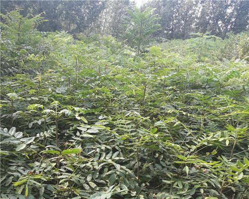 香椿树种子怎么种植？种植过程中的常见问题有哪些？