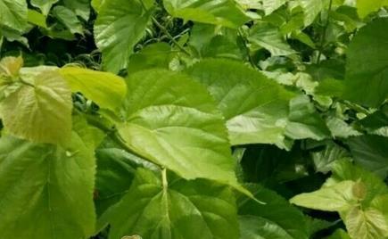 桑树用什么肥料最好？如何根据季节选择合适的肥料？