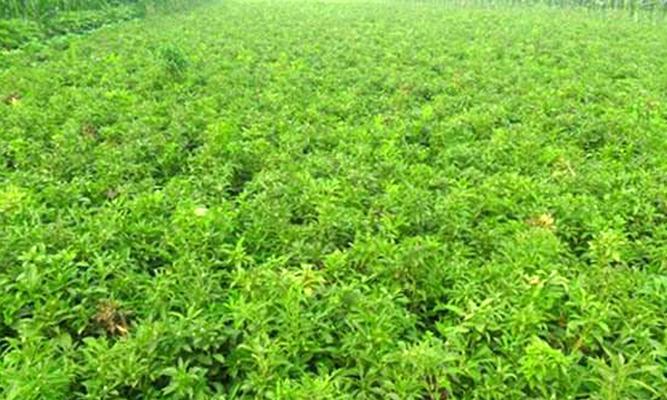 白术种植条件是什么？哪些地方最适合栽种白术？