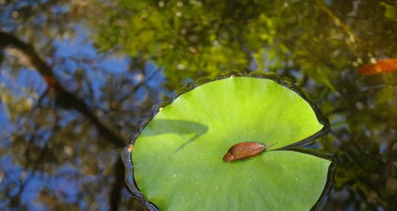 荷叶象征哪个生肖？荷叶与生肖文化有何关联？