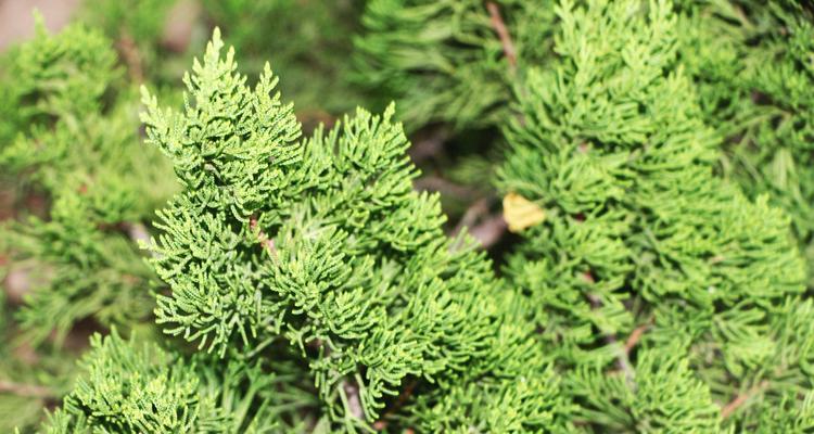 柏树的根是什么样子的？如何辨认柏树的根系特征？