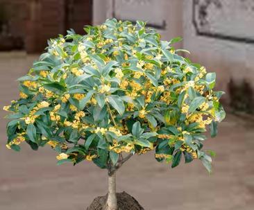 日香桂不开花怎么办？养护技巧有哪些？