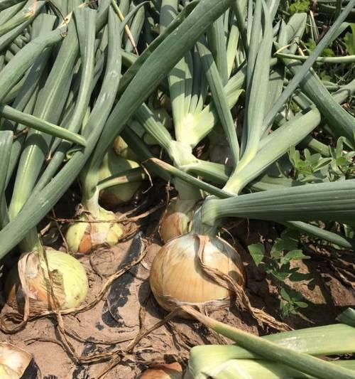 洋葱什么时候成熟上市？如何判断最佳收获时间？