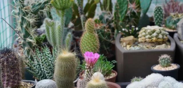 仙人球生长需要哪些环境条件？其独特特点是什么？