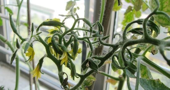 西红柿需要剪枝吗？最佳修剪时间是什么时候？