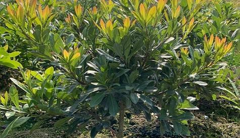 杨梅树在家门口种植的可行性？需要注意哪些事项？