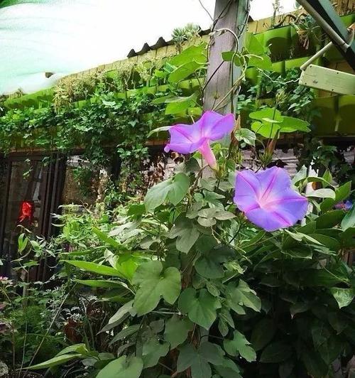 烟花波浪属于藤本植物还是灌木？如何区分？