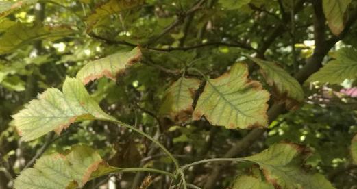 山楂树病虫害怎么防治？防治技术与方法措施有哪些？