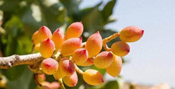 开心果果肉颜色有几种？如何辨别新鲜开心果？