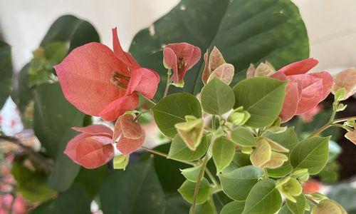 三角梅喜不喜欢阳光？如何正确养护三角梅？