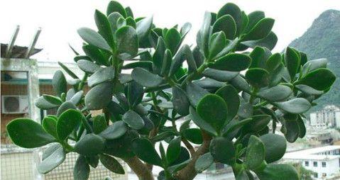 常春藤在风水中扮演什么角色？摆放有哪些讲究和说法？