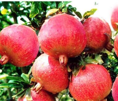 软子石榴几年结果实？种植后多久能收获果实？