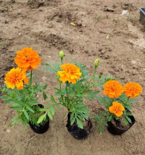 孔雀草冬天会冻死吗？如何在寒冷季节保护孔雀草？