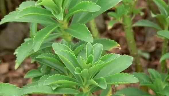 三七有多少品种？不同品种的三七有何特点和用途？