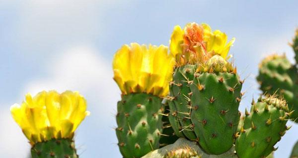 仙人掌花语（探秘仙人掌花语的深刻含义）