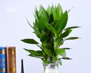 观音竹喜阴还是喜阳？如何正确养护？