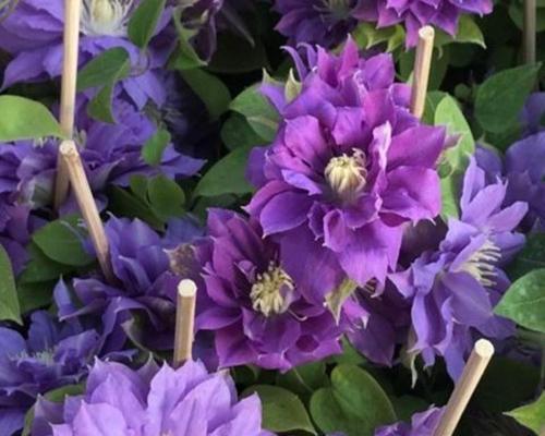 爬山虎的根系有多发达？如何正确种植和维护？