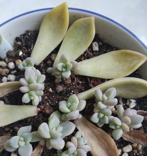 桃美人配土方法是什么？种植土壤应该如何选择？
