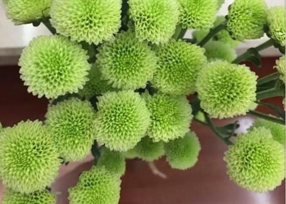 扭扣菊浇水技巧是什么？如何正确进行浇水？