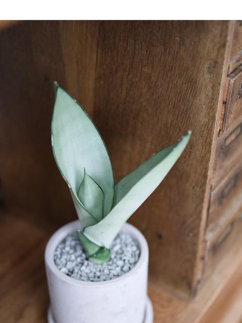 白玉虎皮兰养护技巧有哪些？如何保持其叶片洁白？