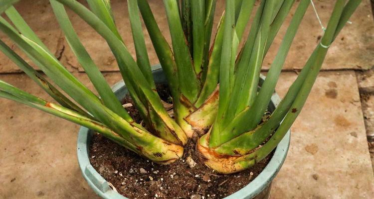 兰花需要晒太阳吗？如何正确进行光照管理？