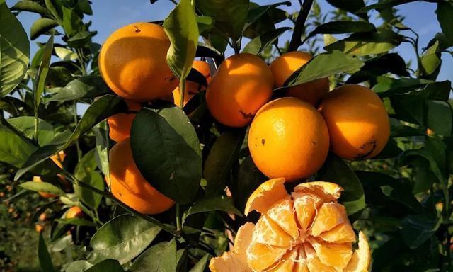 沃柑种子有毒吗？食用安全性和潜在风险解析？